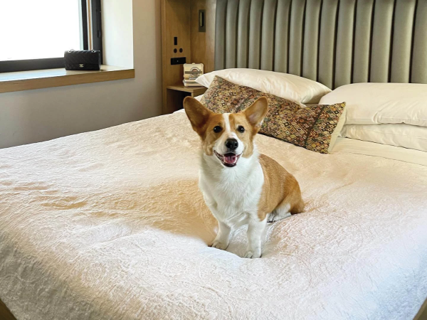 A happy Corgi sits on a white bed in a modern hotel room, with a window, headboard, and pillows in the background.